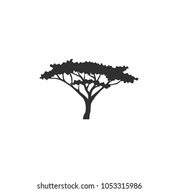 acacia tree